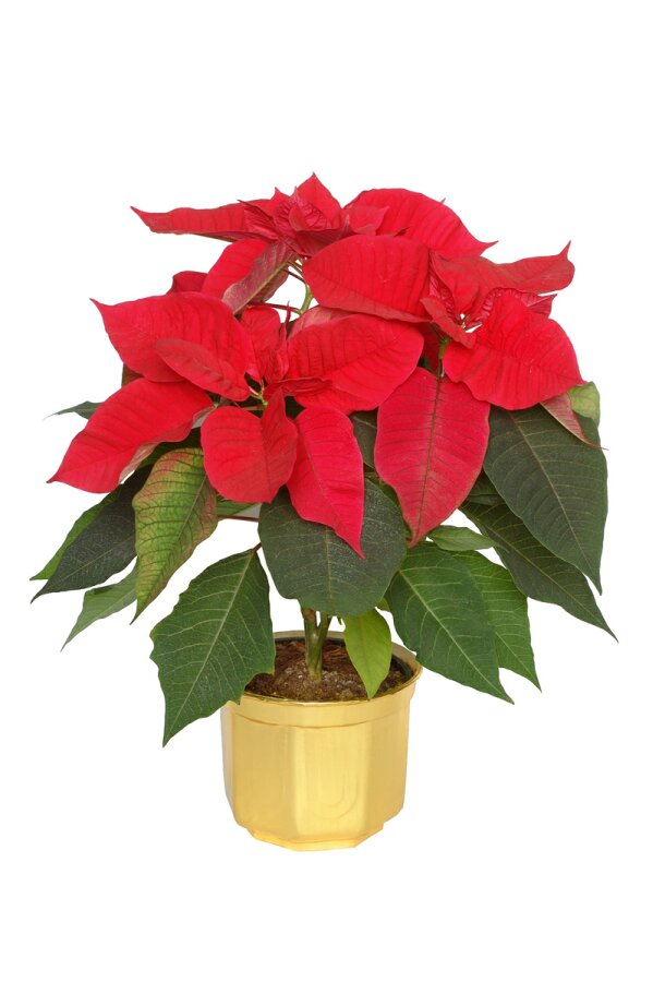 Christmas Flower   The Famous Poinsettia And Alternatives