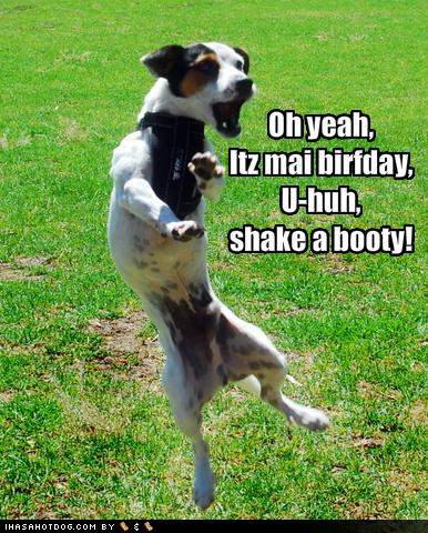Funny Dog Pictures Dog Does A Dance On His Birthday Jpg