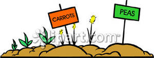 Peas And Carrots Growing In A Garden   Royalty Free Clipart Picture