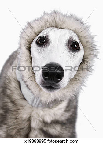 Stock Image   Whippet Dog Wearing Fur Coat Studio Shot  Fotosearch    