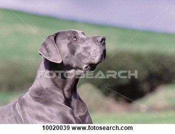 Stock Photograph Of Gazing Big Fur Dog Coat Grey Animals    