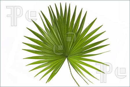 Palm Leaf Clipart Palm Leaf Clipart