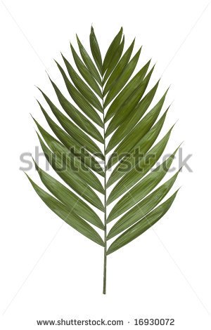Palm Leaf Isolated On A White Background   Stock Photo