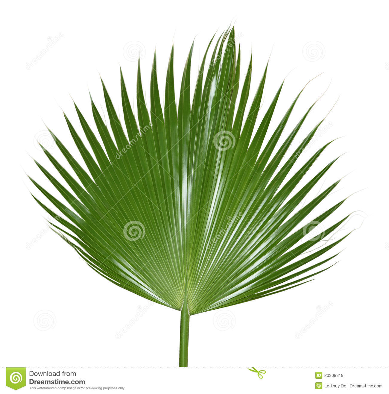 Palm Leaf Royalty Free Stock Photos   Image  20308318
