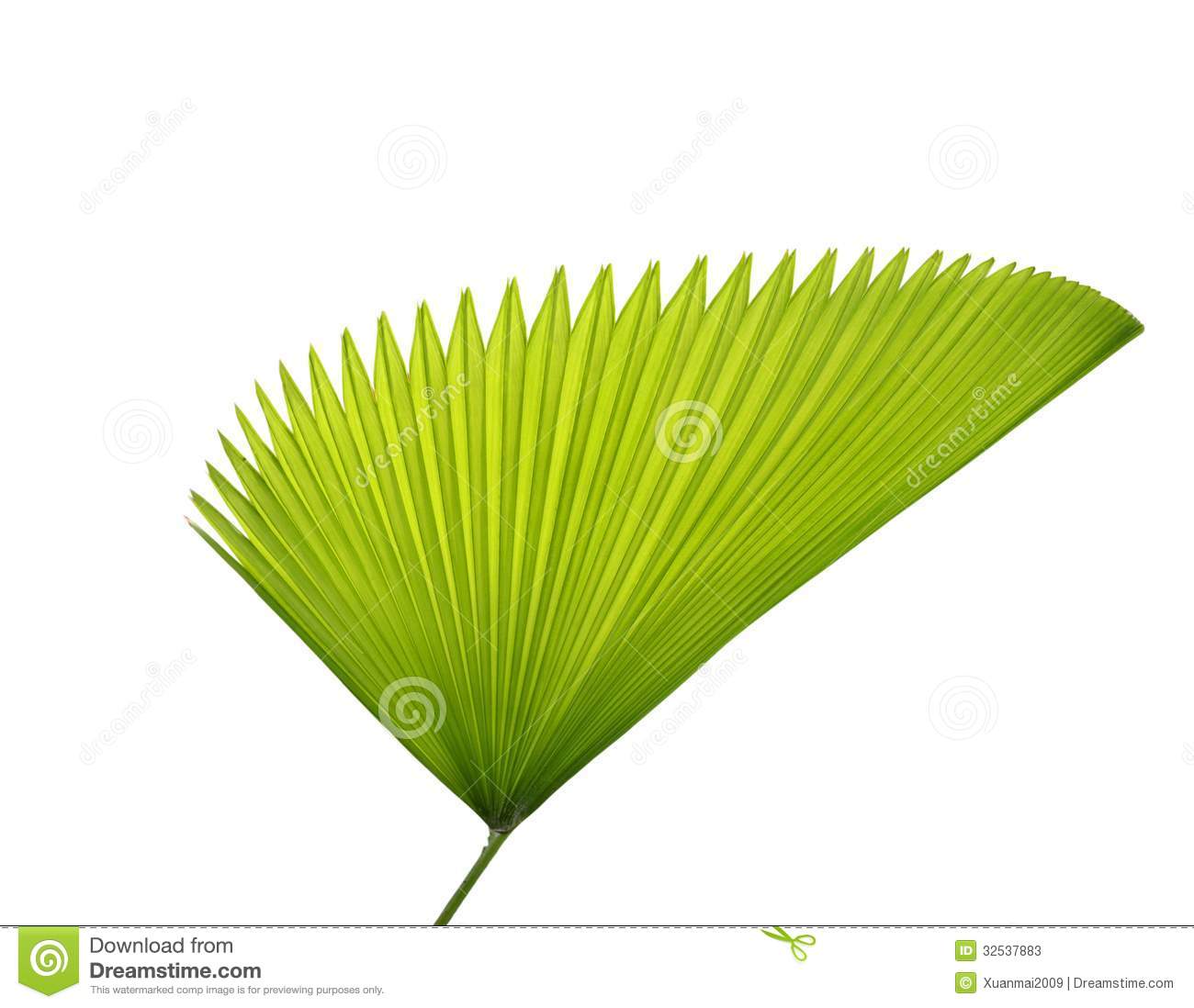 Palm Leaf Stock Photos   Image  32537883