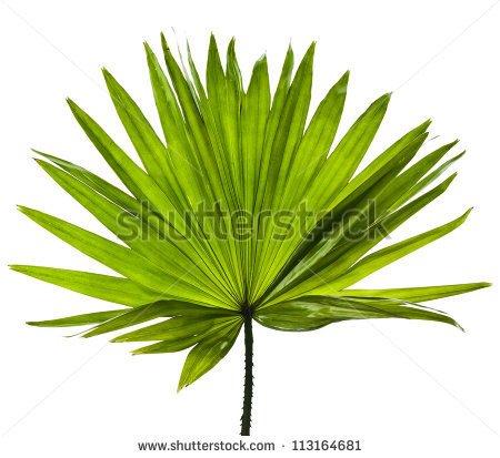 Palm Leaf Stock Photos Palm Leaf Stock Photography Palm Leaf    