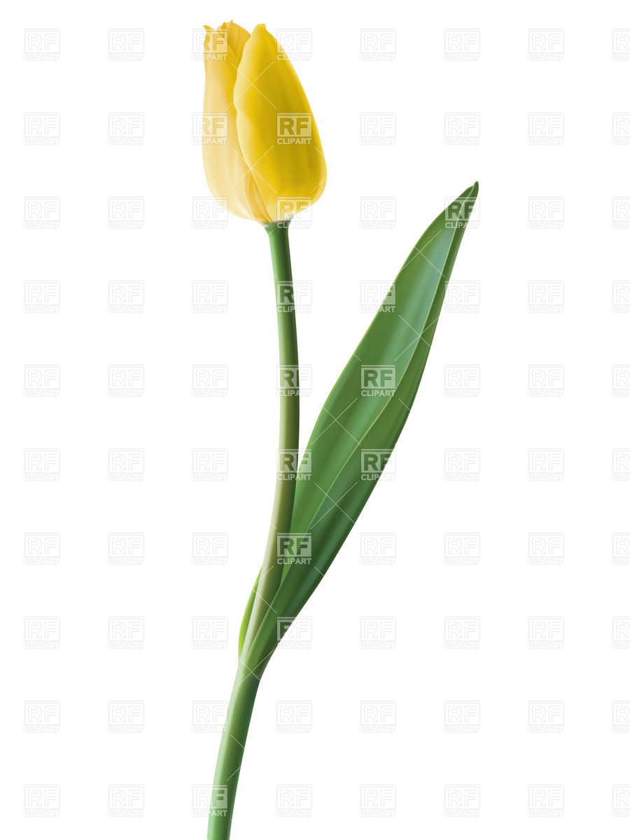Realistic Yellow Tulip Download Royalty Free Vector Clipart  Eps 