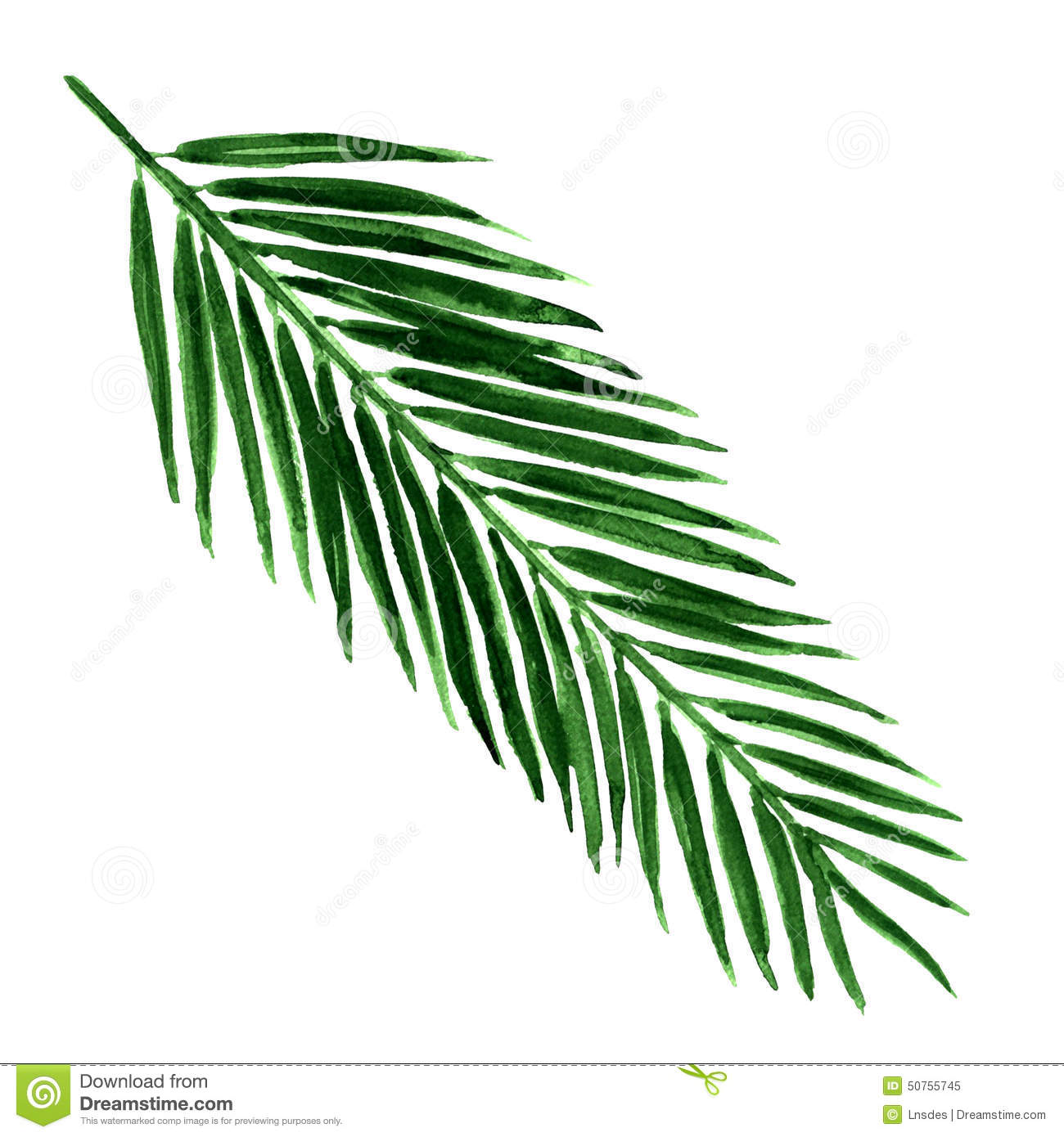 Single Green Palm Leaf Isolated Stock Illustration   Image  50755745