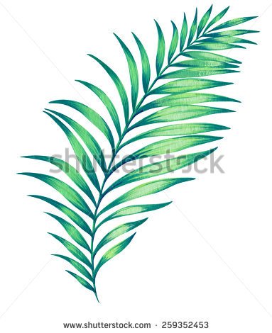Stock Images Similar To Id 223160317   Single Palm Leaf  Watercolor   