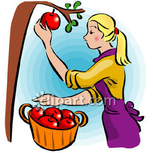 Woman Harvesting Apples   Royalty Free Clipart Picture