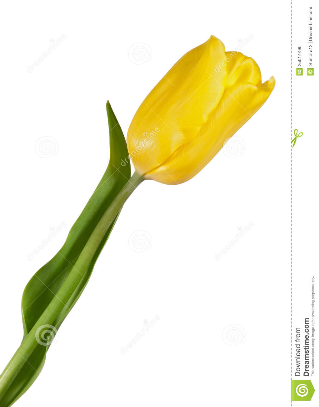 Yellow Tulip Clipart One Yellow Tulip