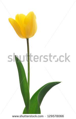Yellow Tulip Clipart Yellow Tulip Isolated On White