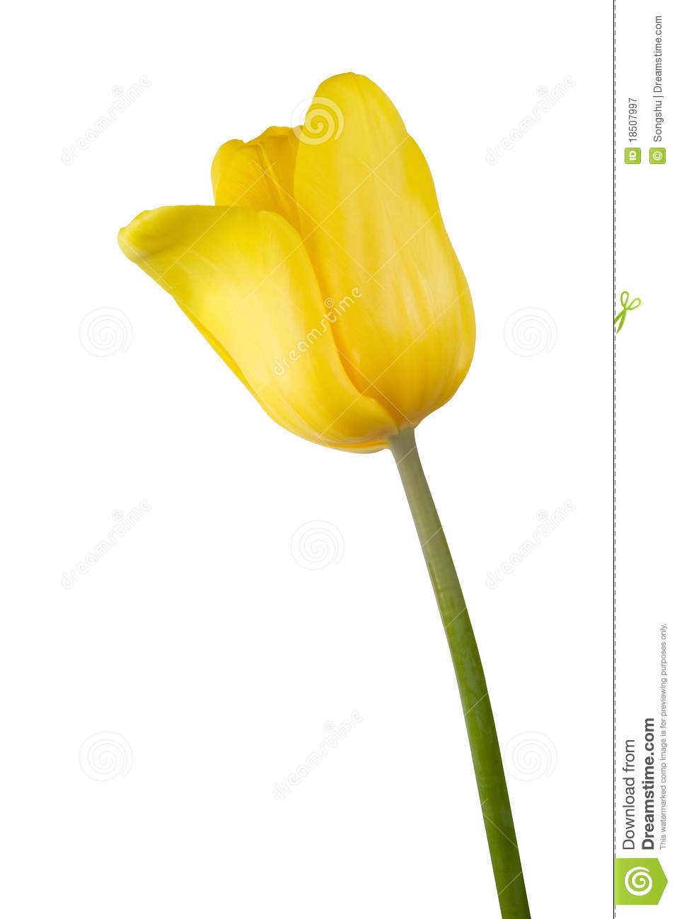 Yellow Tulip Royalty Free Stock Photography   Image  18507997