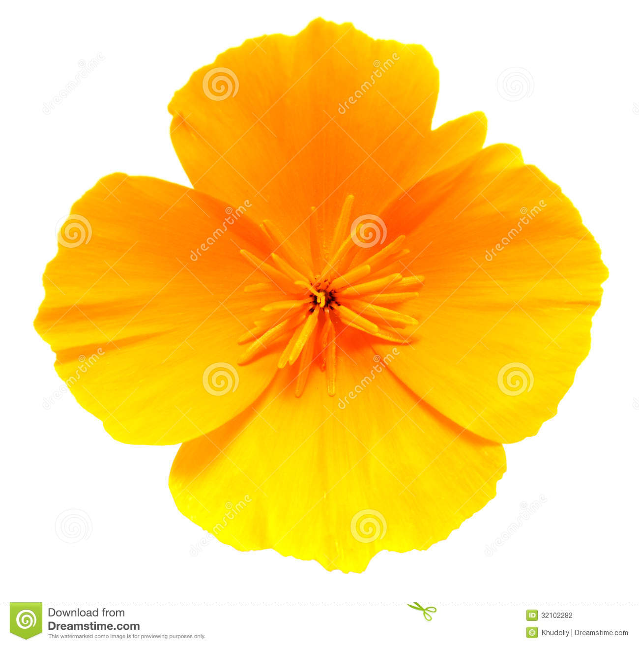 California Golden Poppy Flower Isolated On White Stock Photography