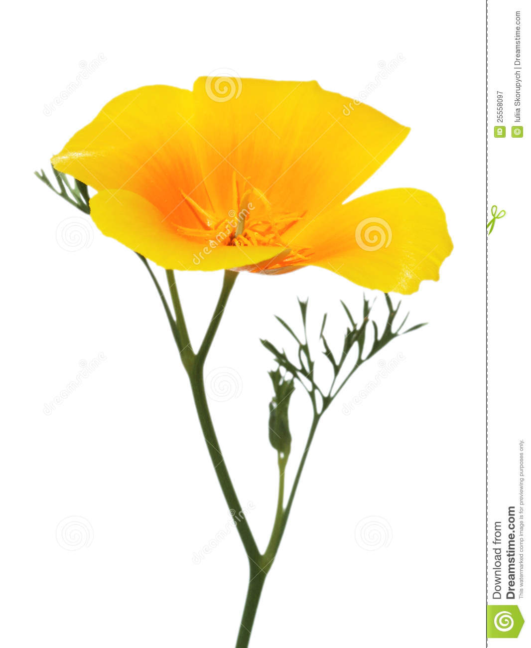 California Poppy Clipart Tattoo Pictures