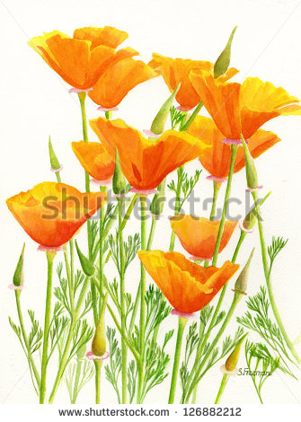 California Poppy Flower Clipart   Free Clip Art Images