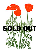 California Poppy Plant Royalty Free Picture Clipart   Free Clip Art