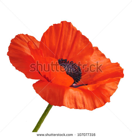 Go Back   Gallery For   Red Poppy Flower Clipart