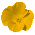 Golden Poppy Clipart Picture Golden Poppy Gif Png Icon Image