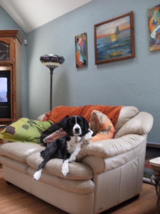 Am Not A Couch Potato I Am A Couch Dog Anne Elizabeth Whiteway Jpg