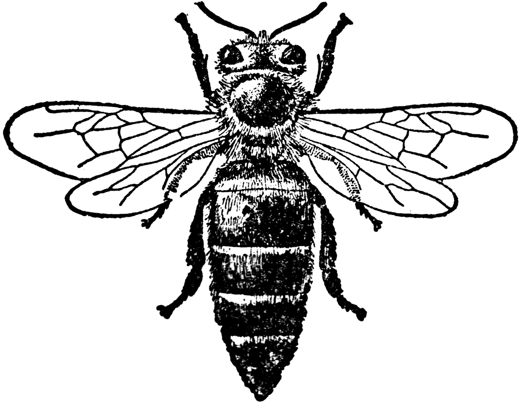Bee Border Clip Art   Bee   Clipart Etc   Bees   More   Pinterest