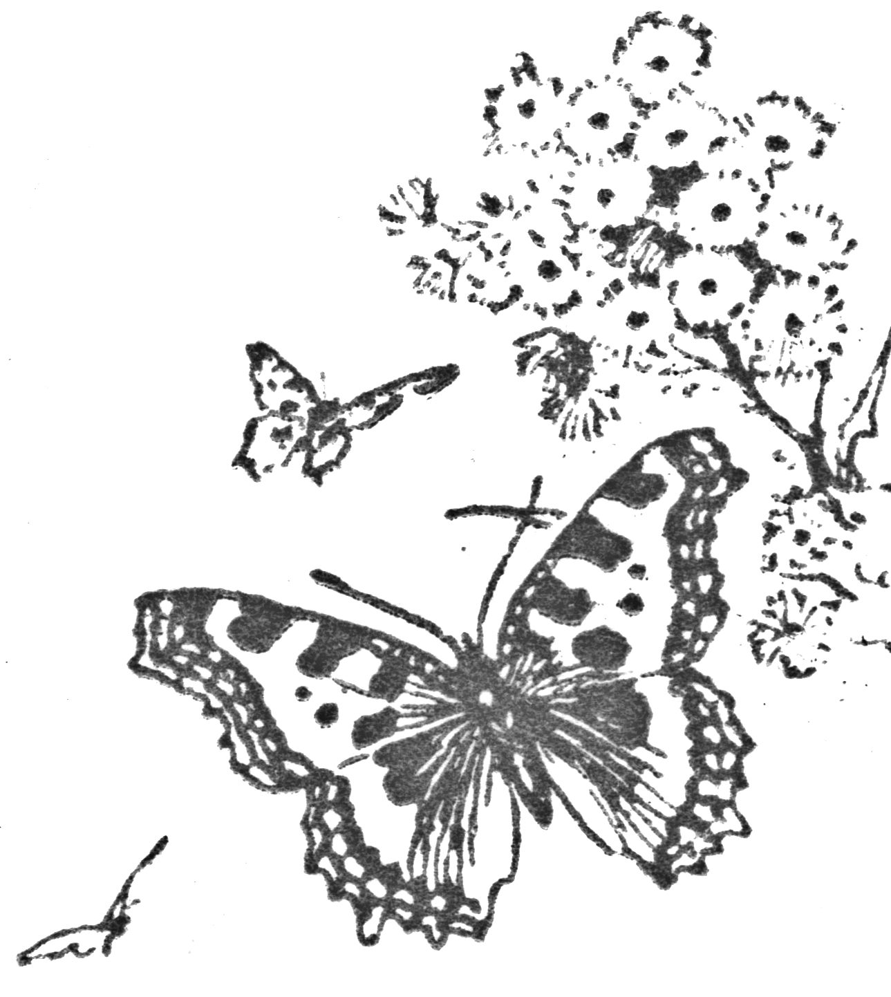 Free Online Printable Kids Colouring Pages   Butterfly Wings Colouring