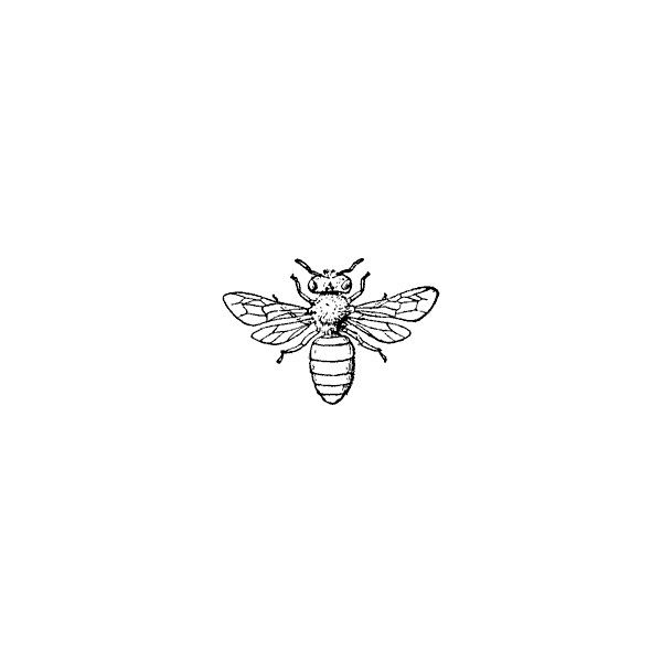 Honey Bee Clipart Found On Polyvore   Bees   Pinterest