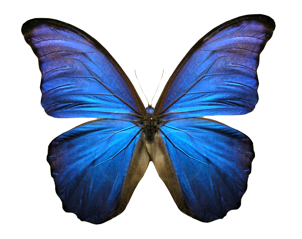 Viewing Gallery For   Animated Butterfly Clipart