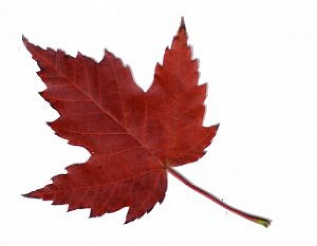 11 Maple Leaf Pictures Free Free Cliparts That You Can Download To You