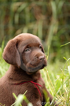 Chocolate Labrador Retriever Puppy Royalty Free Stock Photography