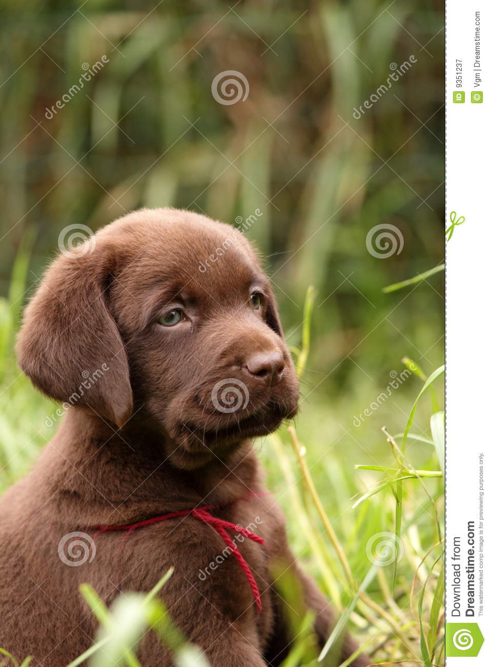 Chocolate Labrador Retriever Puppy Royalty Free Stock Photography