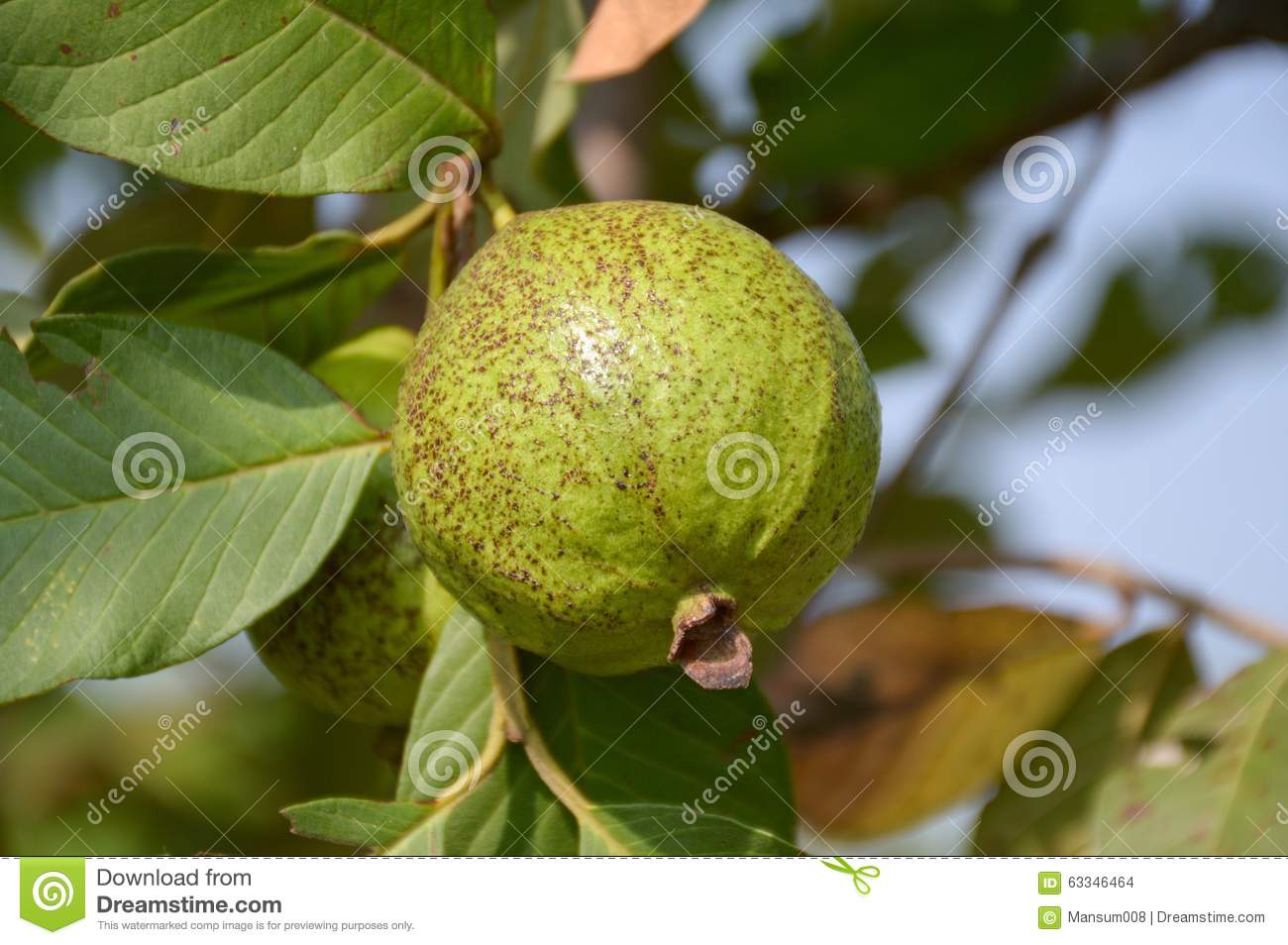 Fresh Green Guava Fruit In Nature Garden 