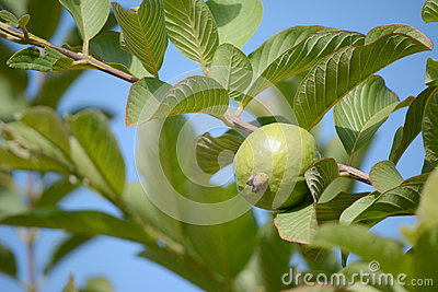 Guava Fruit With Green Background 