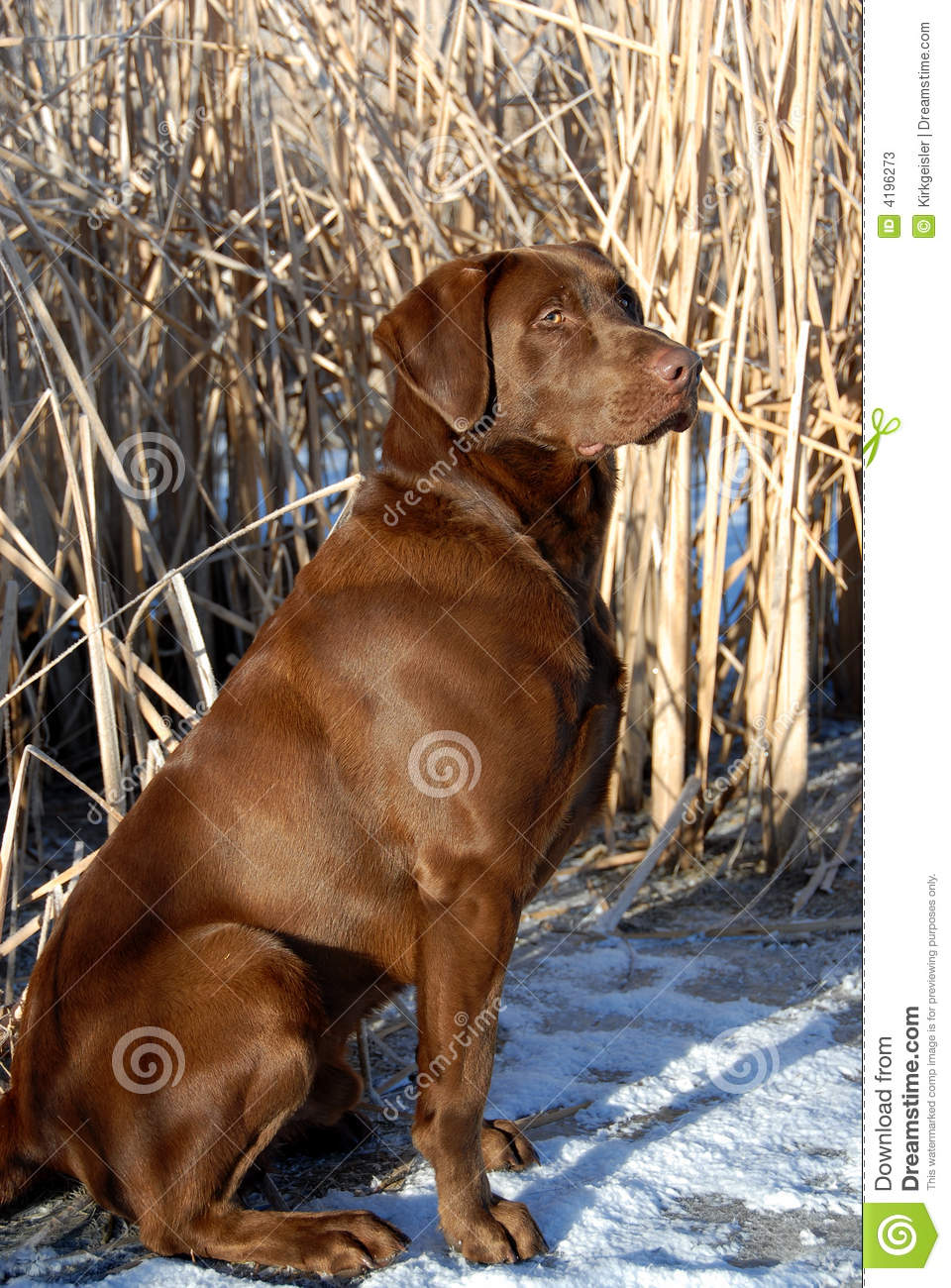 More Similar Stock Images Of   Hunting Companion  