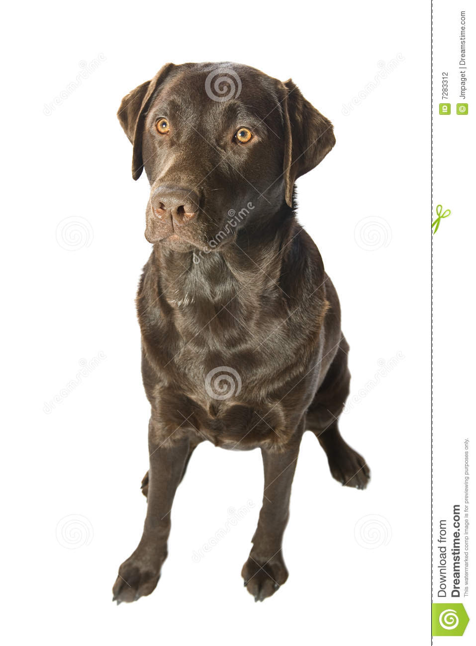 Shot Of An Attentive Chocolate Labrador Against White Background