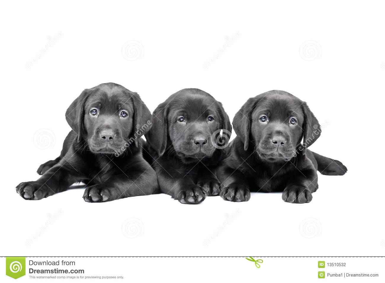 Three Black Lab Puppies Stock Photography   Image  13510532