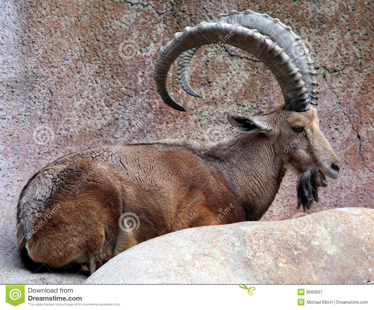 Big Horn Goat Royalty Free Stock Photography   Image  8583607
