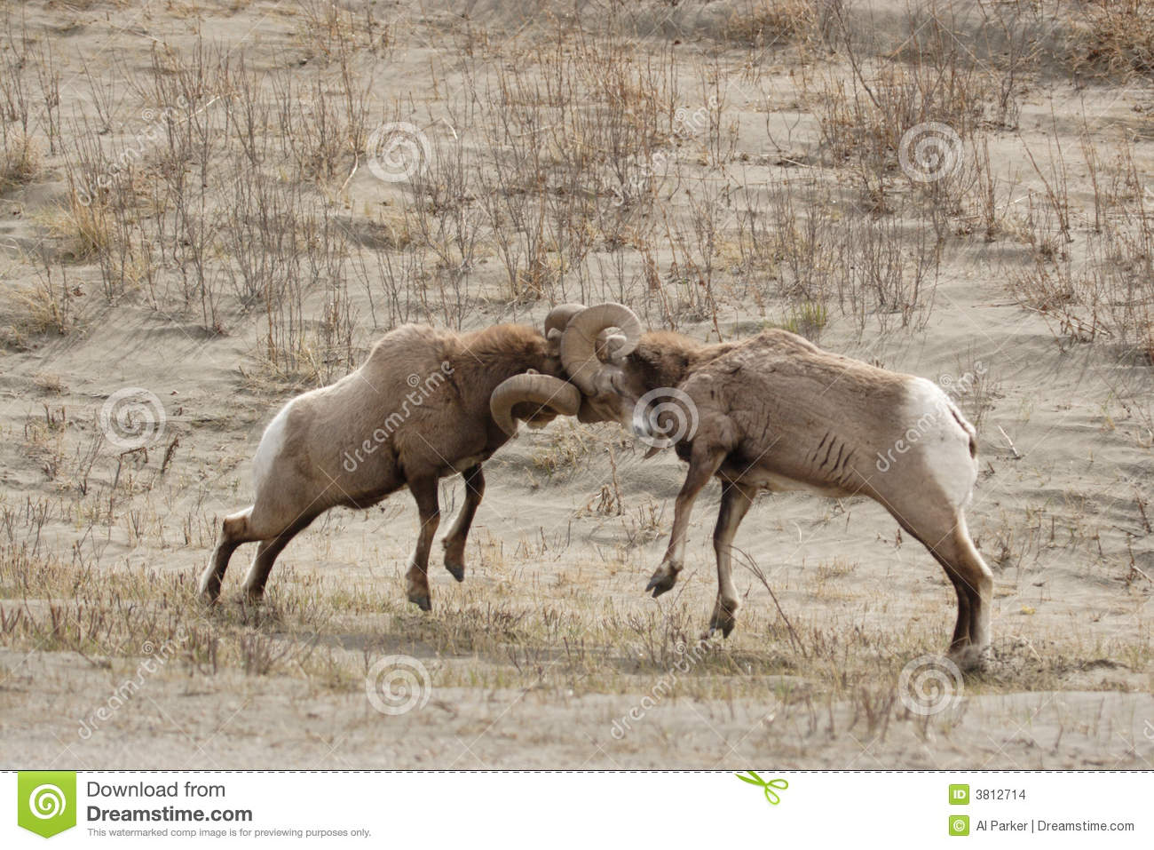 Big Horn Sheep Fighting  Stock Images   Image  3812714