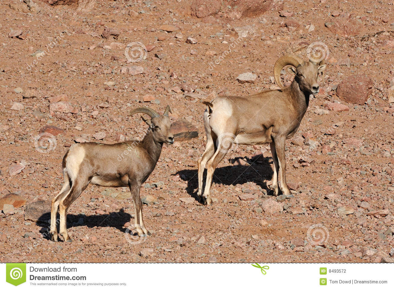 Big Horn Sheep Mountain Goats Stock Photography   Image  8493572