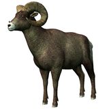 Big Horn Sheep Royalty Free Stock Images