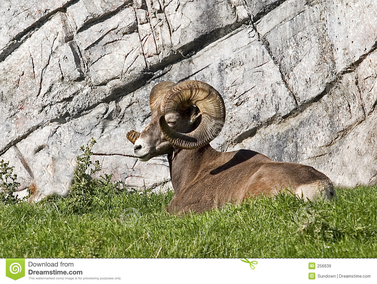 Big Horn Sheep Royalty Free Stock Images   Image  256639