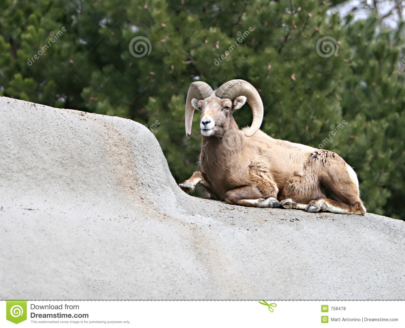 Big Horn Sheep Royalty Free Stock Photos   Image  758478