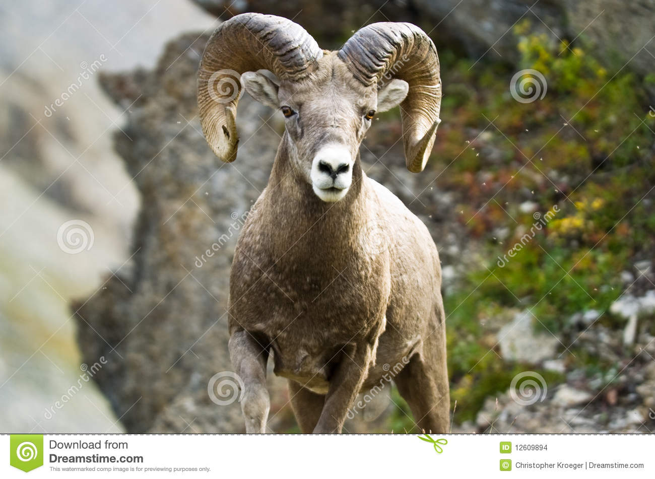 Big Horn Sheep With Rocky Mountain Face In Background 