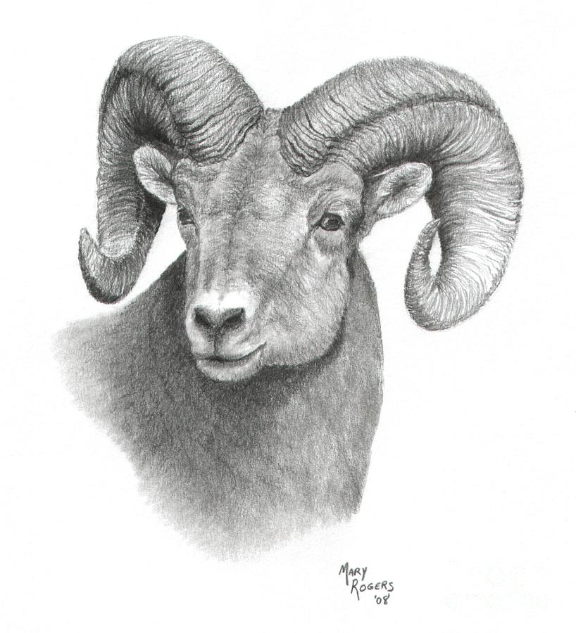 Bighorn Sheep By Mary Rogers