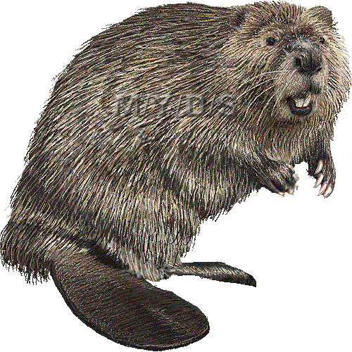 Canadian Beaver American Beaver Clipart Graphics  Free Clip Art