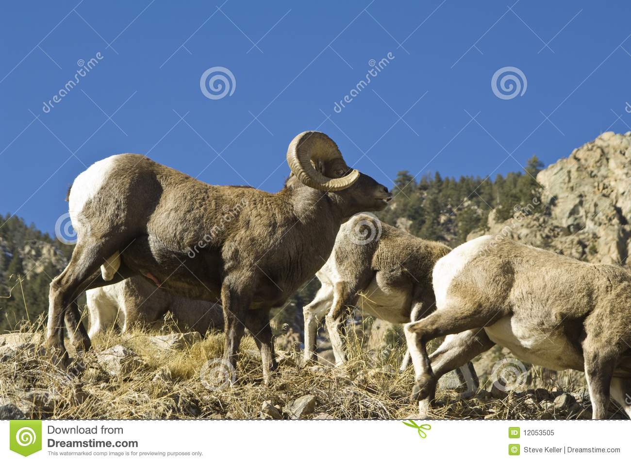 Colorado Big Horn Ram Royalty Free Stock Photo   Image  12053505