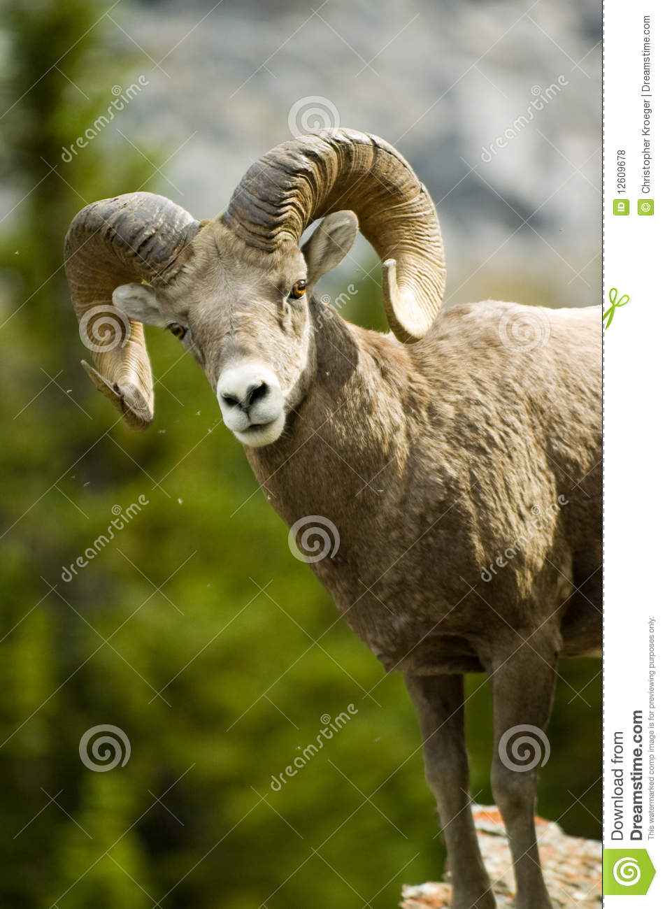 Male Big Horn Sheep Royalty Free Stock Photos   Image  12609678