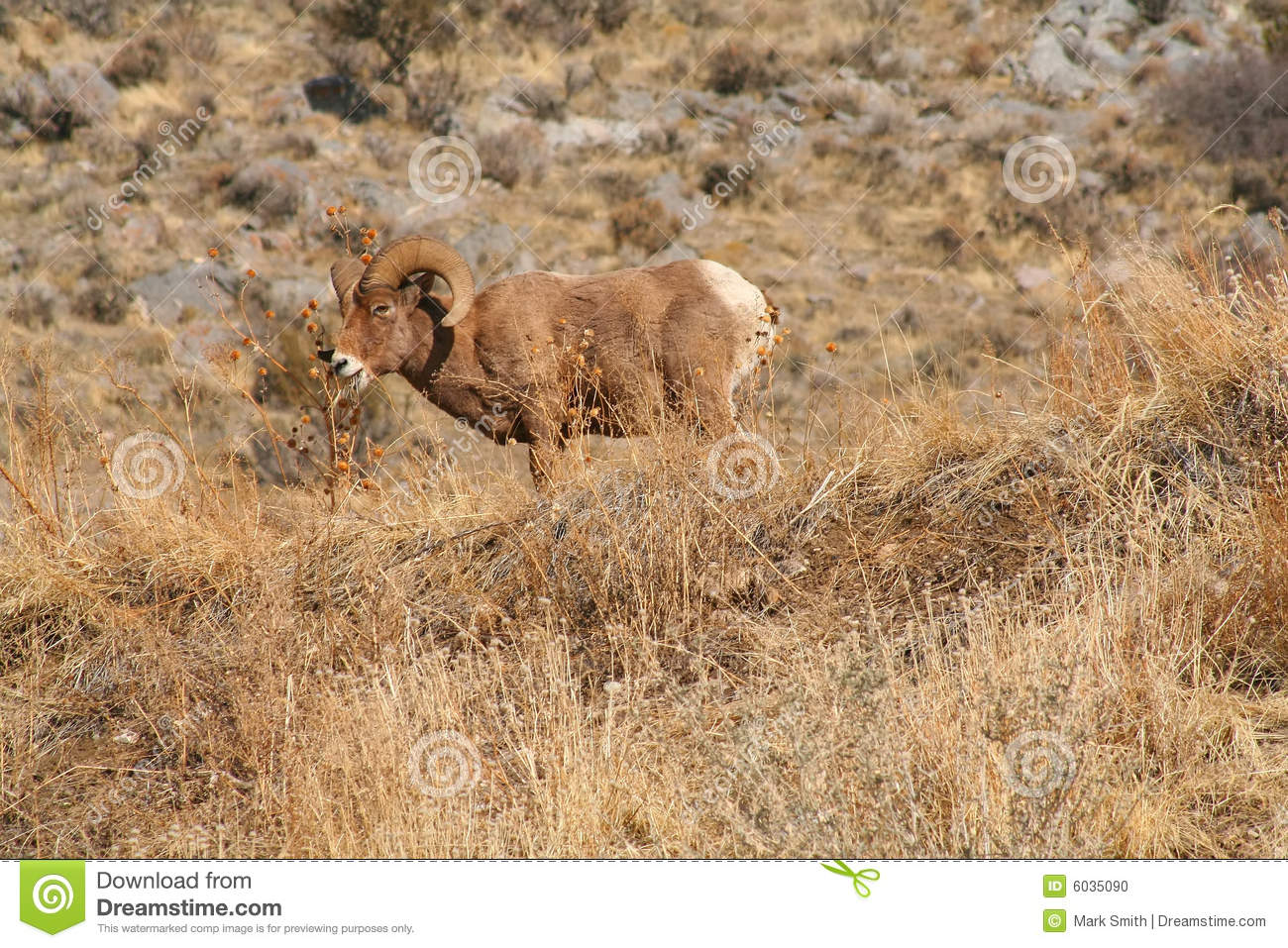 Rocky Mountain Big Horn Sheep Grazing On A Mountainside 