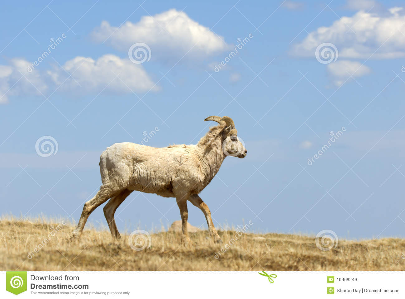 Rocky Mountain Big Horn Sheep Royalty Free Stock Images   Image    