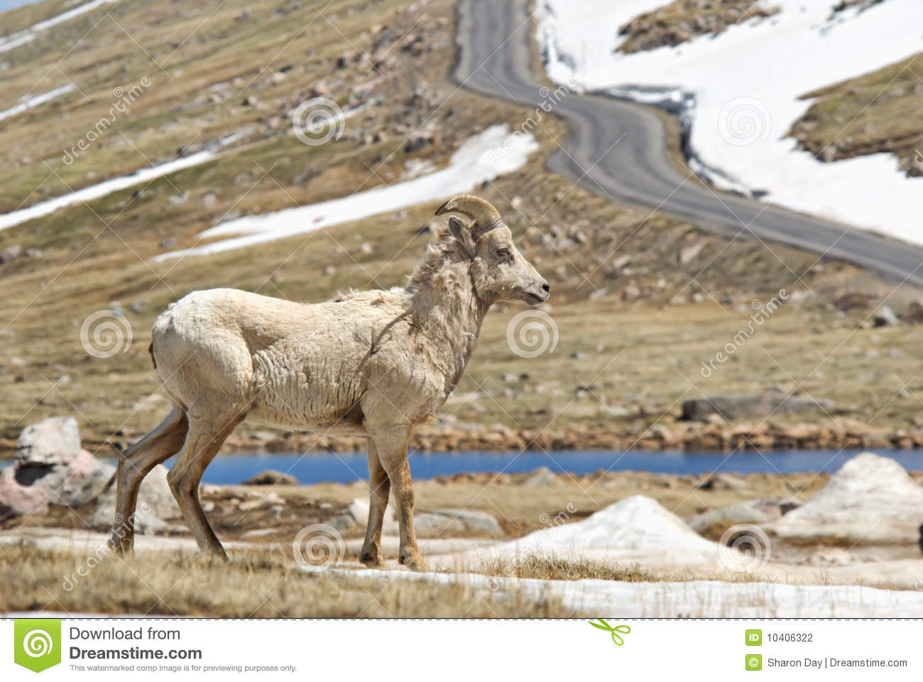 Rocky Mountain Big Horn Sheep Stock Photography   Image  10406322